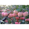 山東省優(yōu)質(zhì)紅星，紅將軍蘋果產(chǎn)地批發(fā)價格