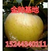 15244340111大量?jī)?yōu)質(zhì)黃元帥蘋果基地直供