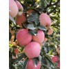山東紅星金帥紅將軍紅富士蘋(píng)果現(xiàn)已上市質(zhì)優(yōu)價(jià)廉產(chǎn)地直銷(xiāo)