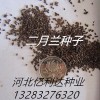 贛州優(yōu)質(zhì)二月蘭種子選我們沒有錯河北二月蘭種子批零
