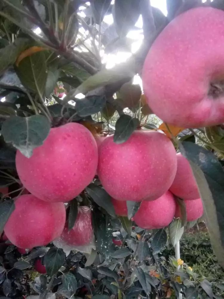 山東紅富士供應(yīng)紅富士價(jià)格