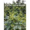 那里有藤椒苗？藤椒苗價(jià)格，藤椒苗批發(fā)基地，四川藤椒苗種植