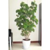 上海植物租賃供應商,浦東辦公室植物租賃,上海商場植物租賃,梭龍供
