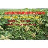 山西運(yùn)城哪里有1年油用牡丹苗價格2年油用牡丹苗