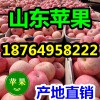 供應(yīng)蘋果批發(fā)價(jià)格 紅富士蘋果產(chǎn)地 山東蘋果市場(chǎng)行情