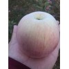 陜西紅富士蘋果價格，紅富士蘋果基地批發價格