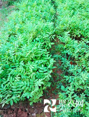 6-美國黑核桃苗-1