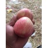陜西冷庫紅富士蘋果價格，冷庫紅富士蘋果批發價格