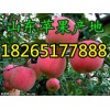 【大量批發(fā)山東紅富士蘋果】