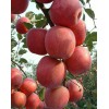 山東優質紅富士蘋果批發價
