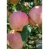 產地低價直銷紅富士蘋果價格