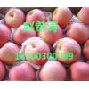優質紅富士蘋果最新報價走勢