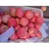萬畝紅富士蘋果產(chǎn)地價格行情13176070985