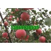 山東今日紅富士蘋(píng)果批發(fā)行情