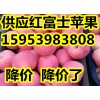 15953983808山東紅富士蘋果近期價格.紅富士蘋果市場