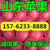 山東紅富士蘋果多少錢一斤