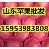山東紅富士蘋果批發(fā) 紅富士蘋果價格行情走勢