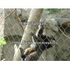 規模大的動物園圍網生產商——華美 動物籠舍繩網哪家好