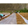 有創意的地膜生產廠家 西北地膜公司