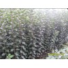 山東矮化蘋果苗，供應(yīng)山東銷量佳的矮化蘋果苗