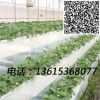 無土栽培溫室基質栽培立體栽培水培氣霧培蔬菜造型菜博會景觀設計