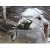 杰出的動物園圍網提供商，當選華美，動物防護網廠家