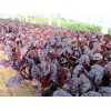 宿根地被找聚寶花卉苗木_品種優良|種植紅葉甜菜