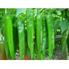 辣椒種苗價(jià)格|供應(yīng)山東成活率高的辣椒種苗