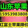 山東紅富士蘋果批發(fā)基地.供應紙袋紅富士蘋果價格