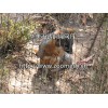 動物園圍網廠家 河北具有口碑的動物園圍網服務商