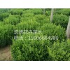 青州瓜子黃楊：供應山東優質的瓜子黃楊