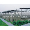 生態餐廳溫室大棚建設|哪里的溫室大棚效果好