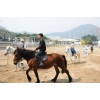 廈門馬匹寄養場所 廈門榮成馬會
