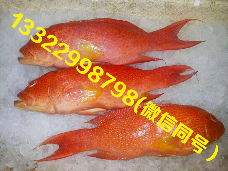 印尼冰鮮紅燕尾斑魚