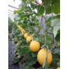 [天那?。≡趺幢阋说氖卟薦~壽光甜瓜~安丘西紅柿！田馬黃瓜?。。?！