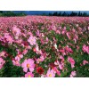 山東草花價格：新品草花，哪里有賣
