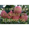 紅富士批發(fā)紅富士價格山東紅富士蘋果批發(fā)市場