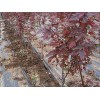 選購紅點紅楓優選大自然彩葉苗木基地 紅點紅楓13206341588專賣店