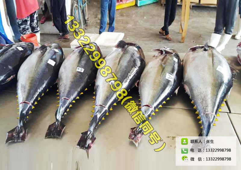 進口冰鮮黃鰭金槍魚整條5-8公斤