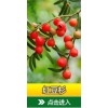 天津紅豆杉種植，供應貴州優質的紅豆杉種植基地