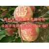 映霜紅晚熟毛桃新品種推銷——品種純的映霜紅晚熟毛桃新品種優選青州利民苗木