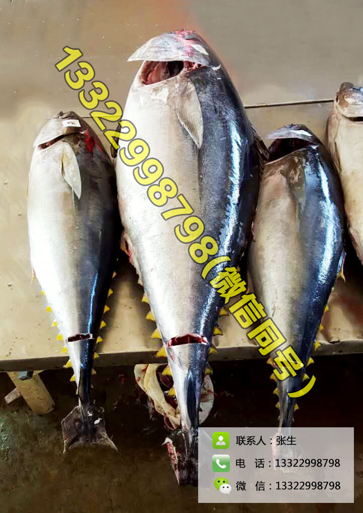 供應冰鮮金槍魚 黃鰭 大目 藍鰭吞拿魚 A級品質 生吃刺身