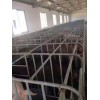加工限位欄_好用的母豬位定位欄，利民養殖設備傾力推薦