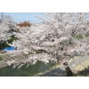 櫻花樹首推藝瓊花卉苗木，山東櫻花大樹