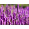 青州薰衣草供應(yīng)，薰衣草花海哪里有供應(yīng)