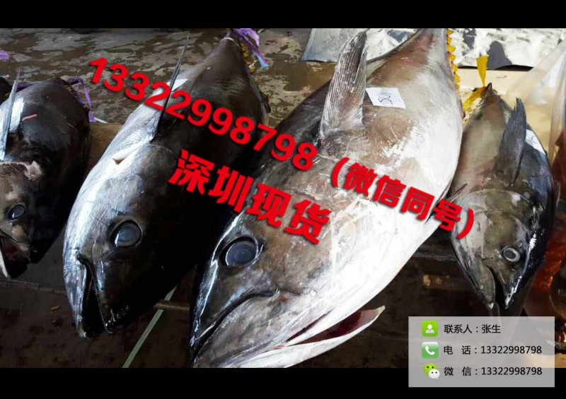 優質印尼冰鮮金槍魚