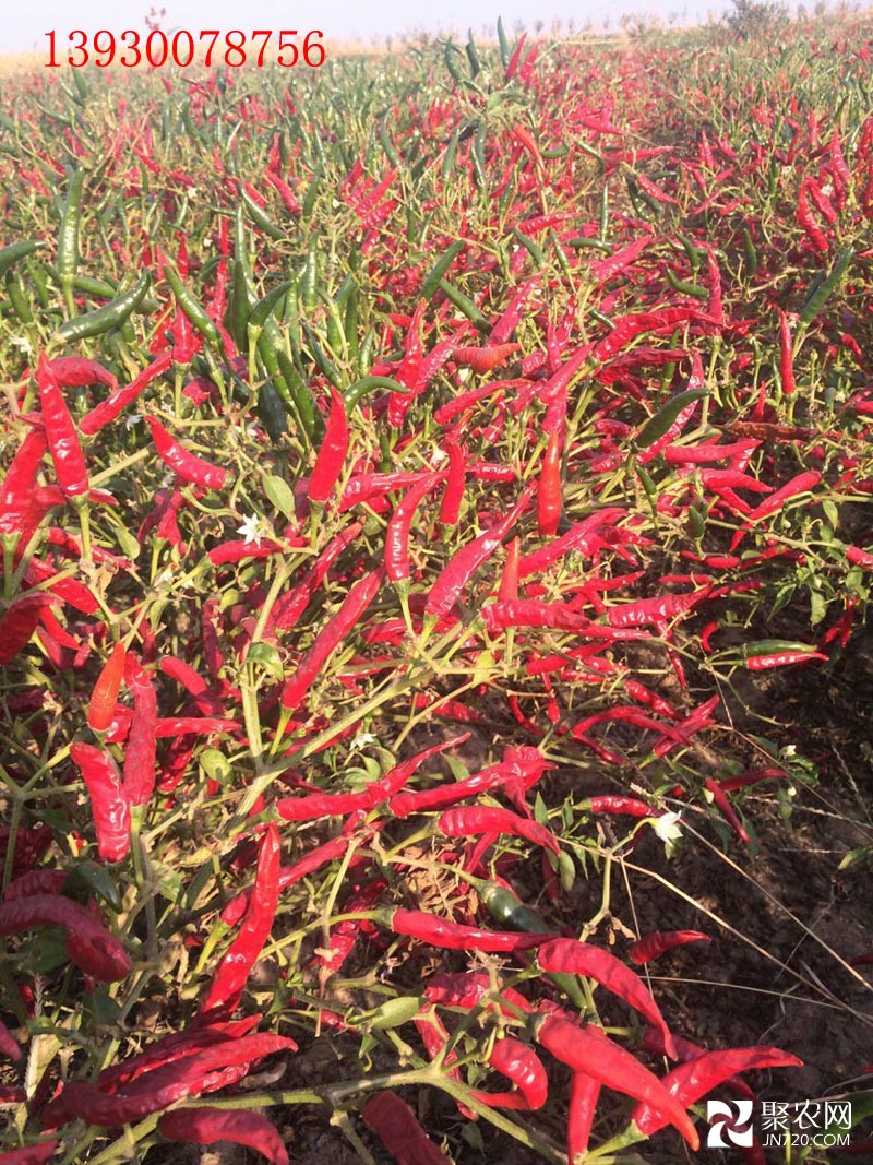 9、映山紅后期表現