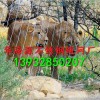 華海源提供衡水地區安全的不銹鋼繩網 江蘇不銹鋼繩網價格，不銹鋼繩卡扣網廠，動物園柔性防護不銹鋼繩網