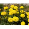 山東草花工程苗 山東口碑好的草花生產基地