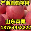 山東紅富士蘋果產(chǎn)地價格 大量批發(fā)優(yōu)質紙袋蘋果便宜